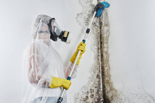 Best Residential Mold Removal  in Danvers, IL
