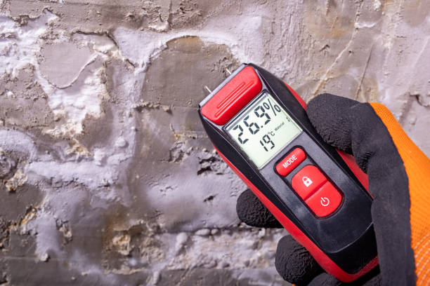 Best Local Mold Removal Service  in Danvers, IL