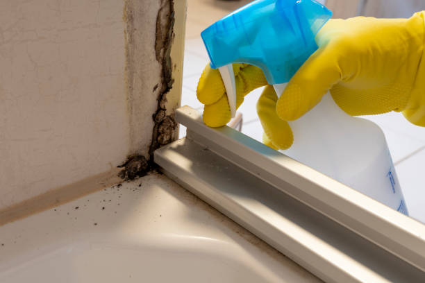 Reliable Danvers, IL Mold Removal Solutions
