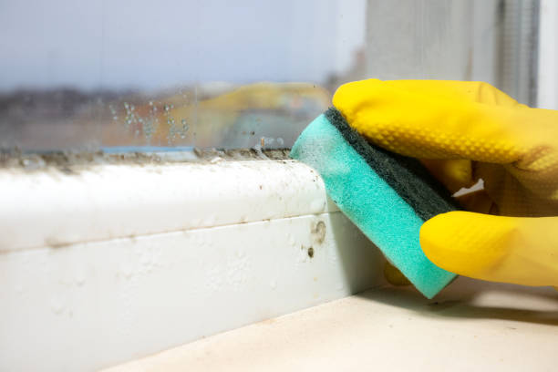 Best Home Mold Removal  in Danvers, IL