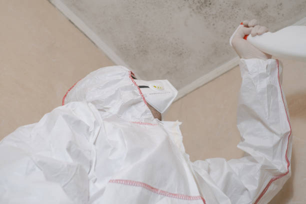 Best Office Mold Removal Services  in Danvers, IL