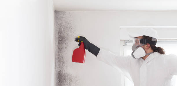 Home Mold Removal in Danvers, IL