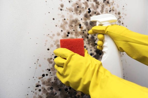 Best Crawl Space Mold Removal  in Danvers, IL