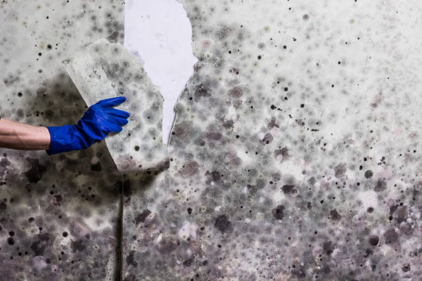 Best Fast Mold Removal  in Danvers, IL
